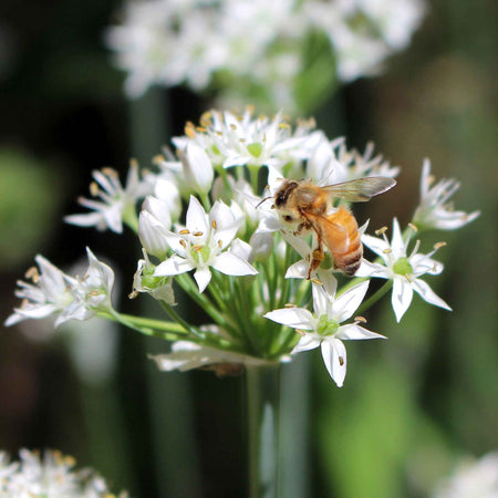 Chive Plant 'Garlic Allium Tuberosum'