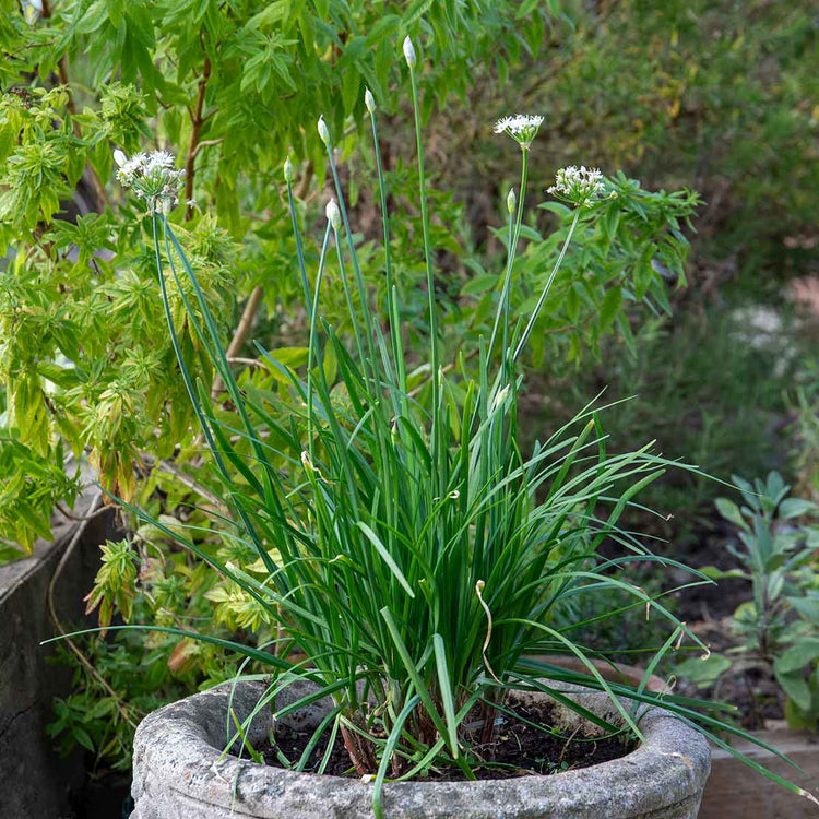 Chive Plant 'Garlic Allium Tuberosum'