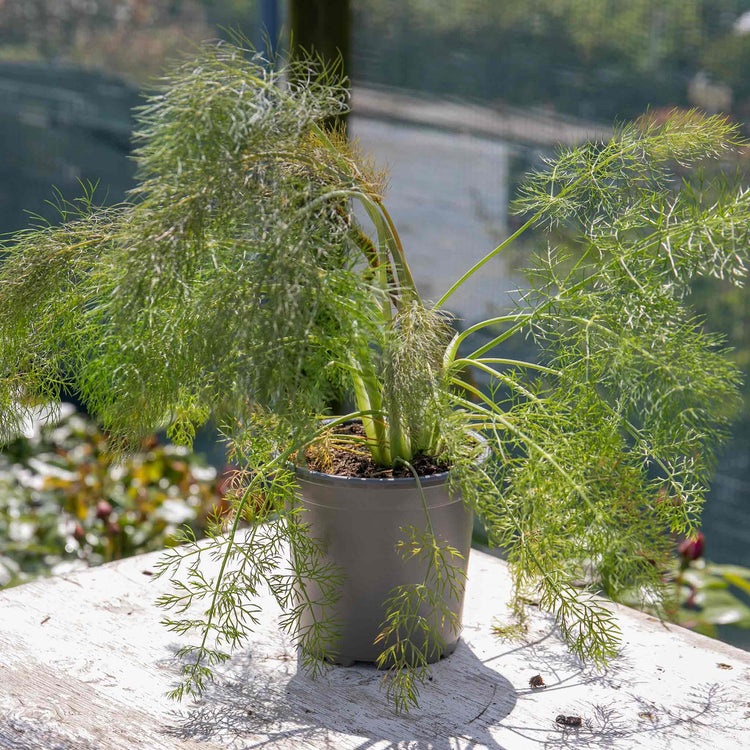 fennel indoor plant Fennel Plant 'Bronze'