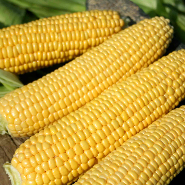 Sweetcorn Plant 'Swift'