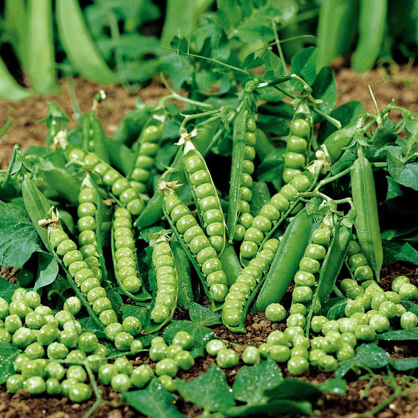 Pea Plant 'Douce Provence'