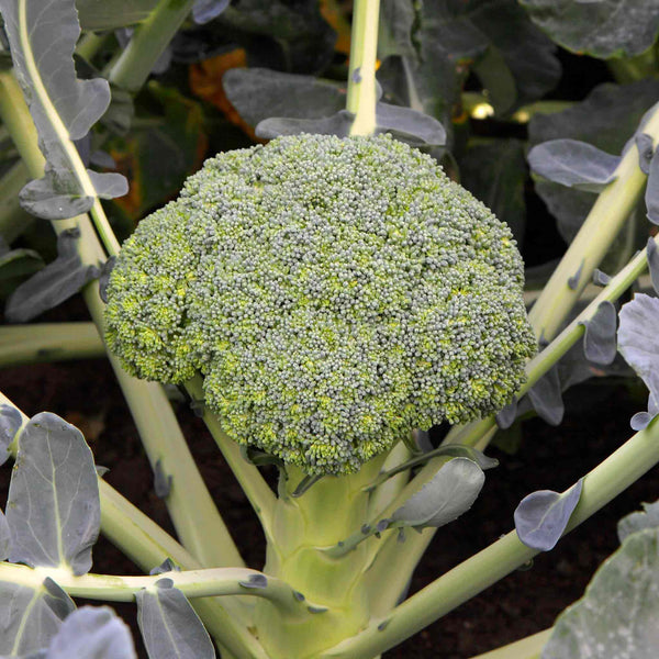 Broccoli Seeds 'Besty'