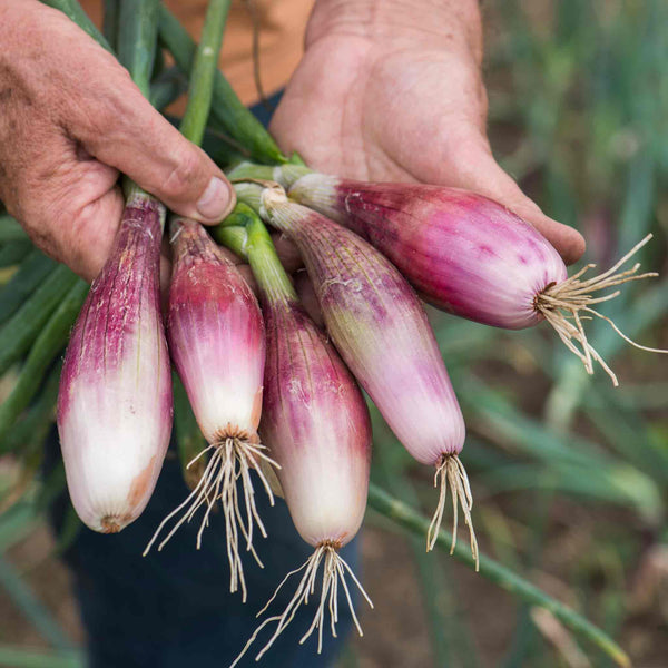 Shallot Plant 'Roderique'