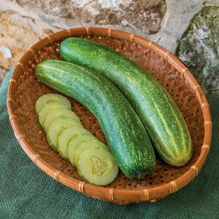 Cucumber Seeds 'Chompers'