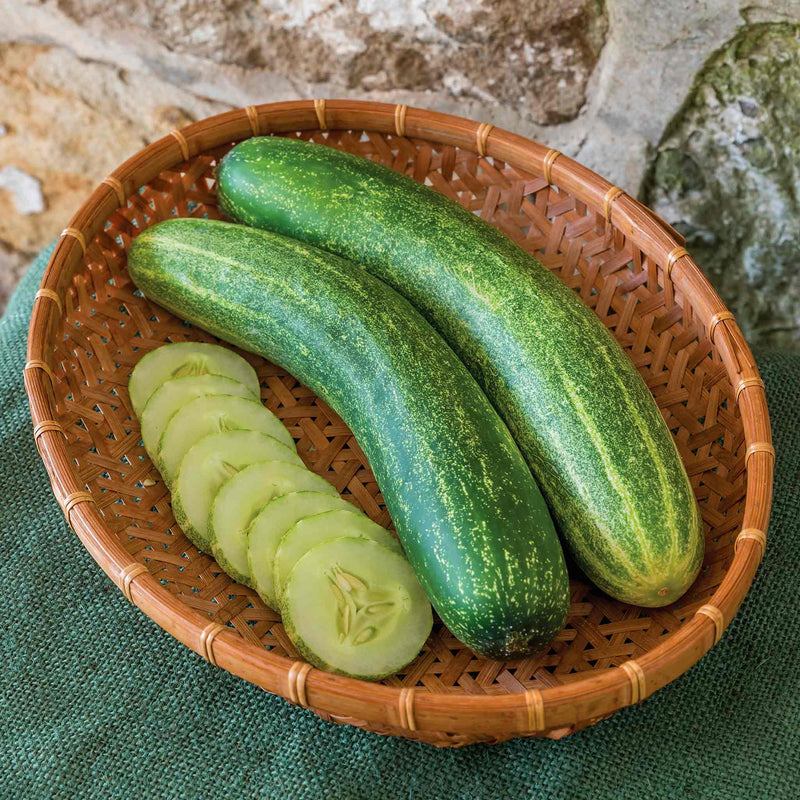 Cucumber Seeds 'Chompers'