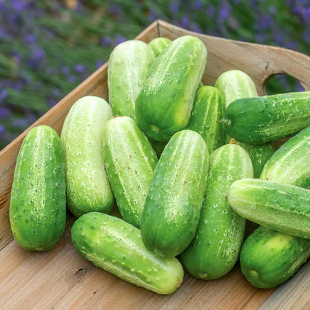 Cucumber 'Picklebush'