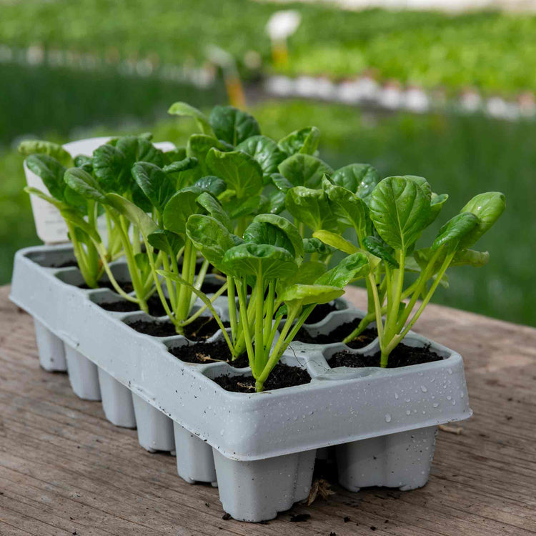 Chinese Salad Plant Tatsoi 'Tah Tsai'