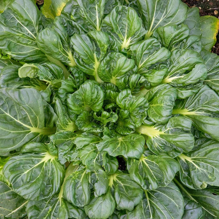 Chinese Salad Plant Tatsoi 'Tah Tsai'