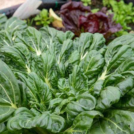 Chinese Salad Plant Tatsoi 'Tah Tsai'