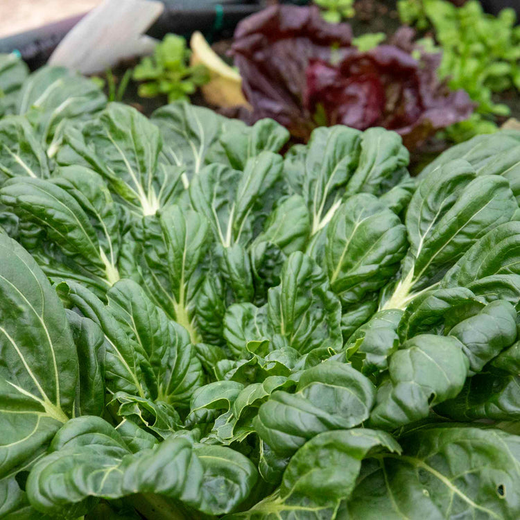 Chinese Salad Plant Tatsoi 'Tah Tsai'