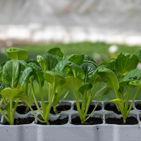 Chinese Salad Plant Tatsoi 'Tah Tsai'