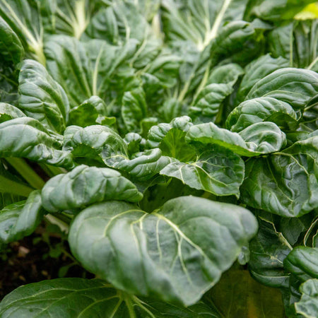 Chinese Salad Plant Tatsoi 'Tah Tsai'