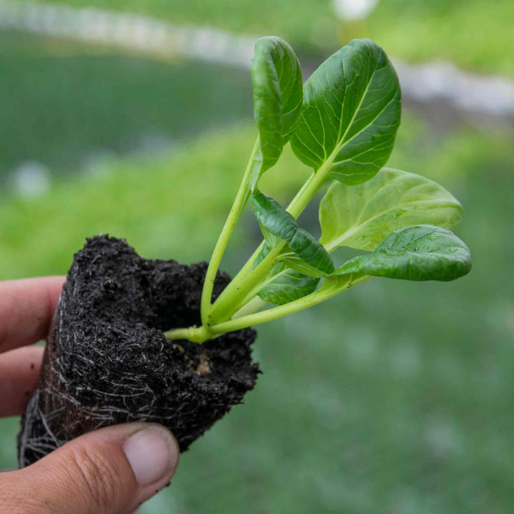 Chinese Salad Plant Tatsoi 'Tah Tsai'