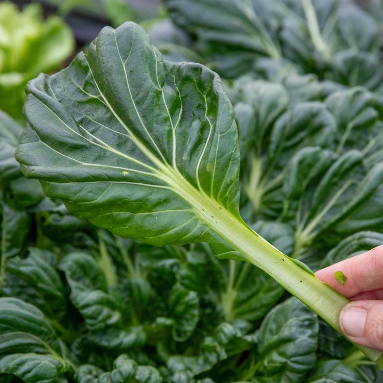 Chinese Salad Plant Tatsoi 'Tah Tsai'