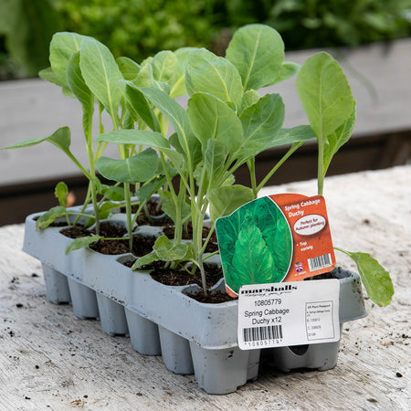 Spring Cabbage Plant 'Duchy'