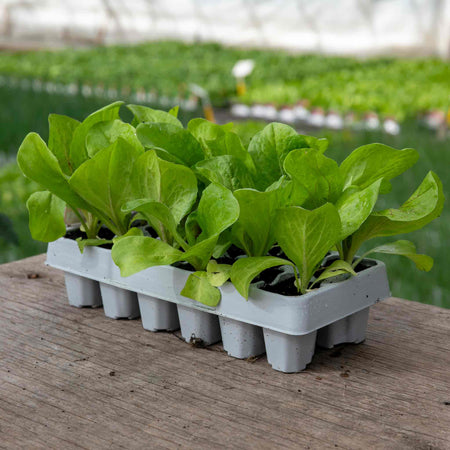 Radicchio Plant 'Indigo'