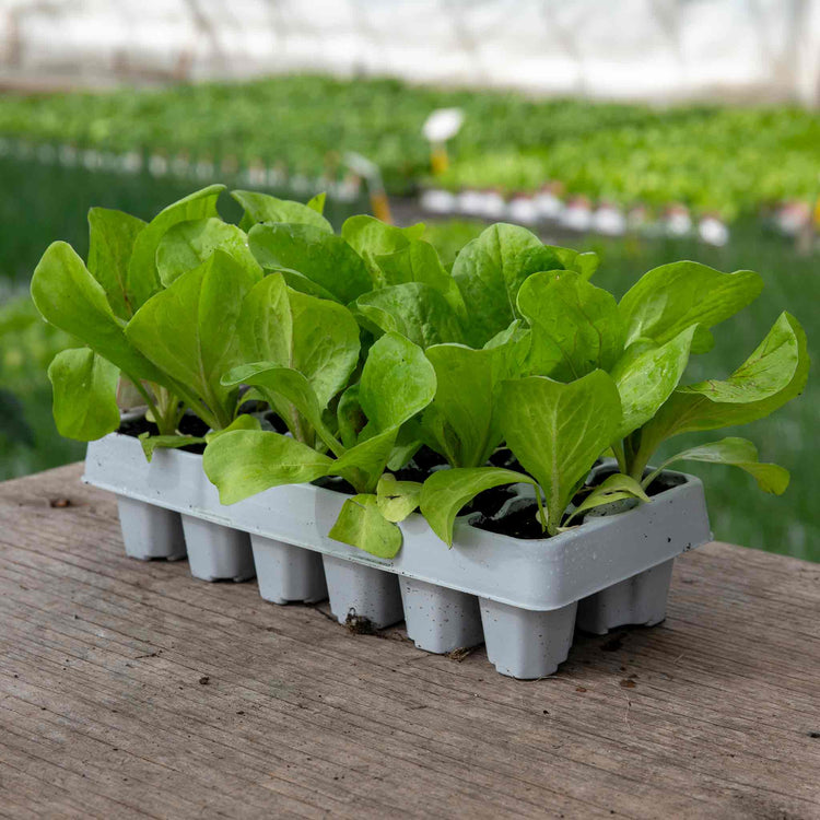 Radicchio Plant 'Indigo'