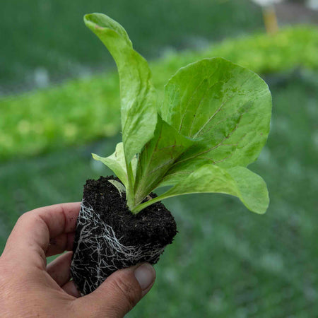 Radicchio Plant 'Indigo'