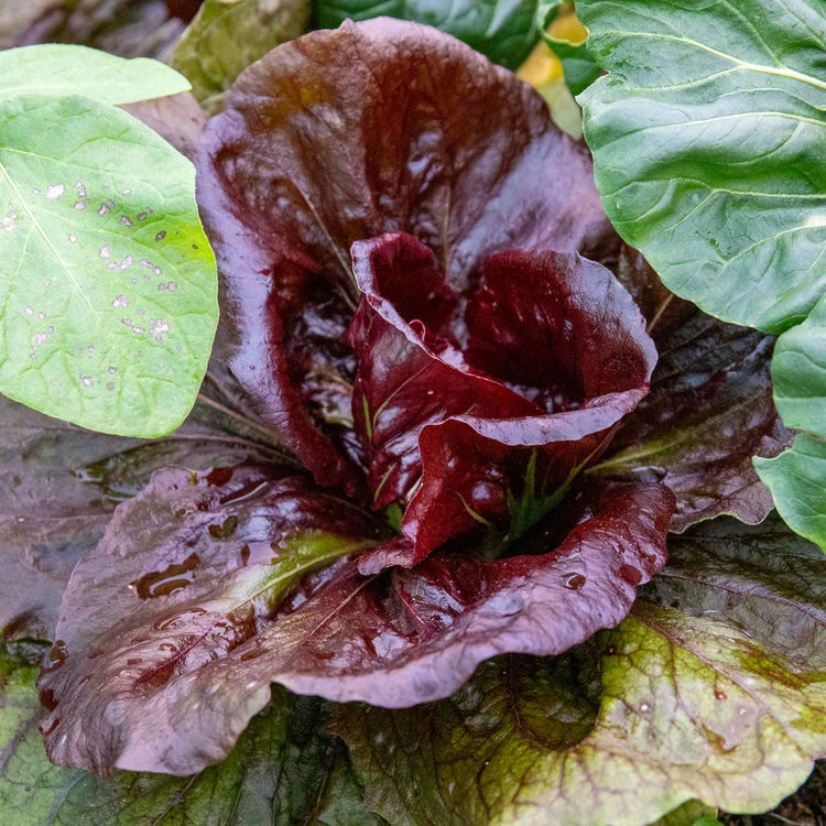 Radicchio Plant 'Indigo'