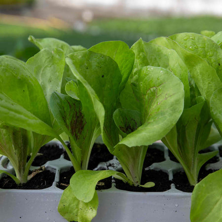 Radicchio Plant 'Indigo'