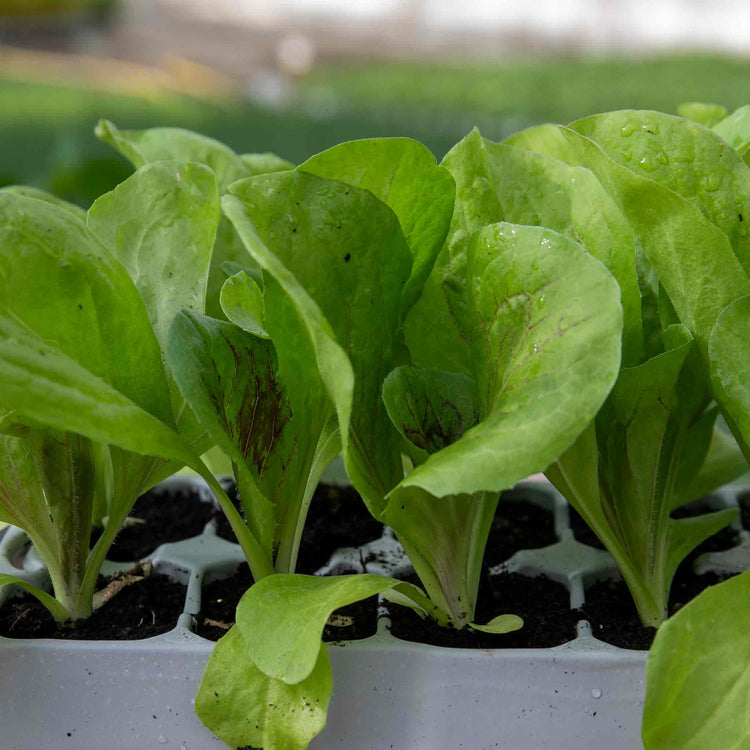 Radicchio Plant 'Indigo'