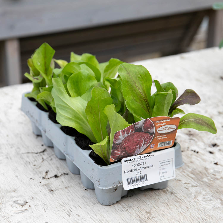 Radicchio Plant 'Indigo'