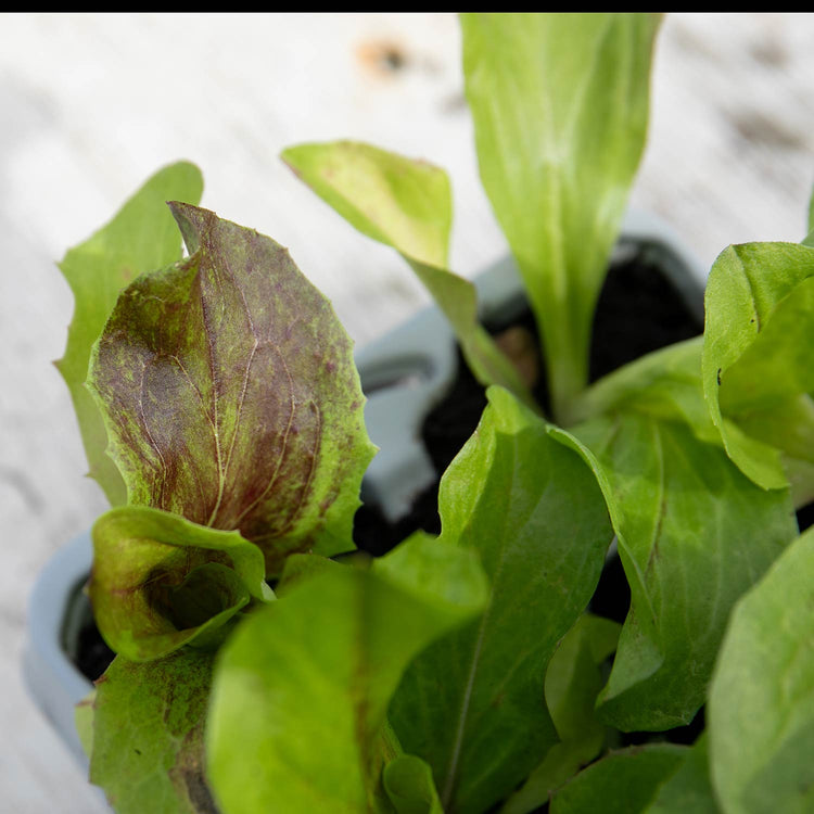 Radicchio Plant 'Indigo'