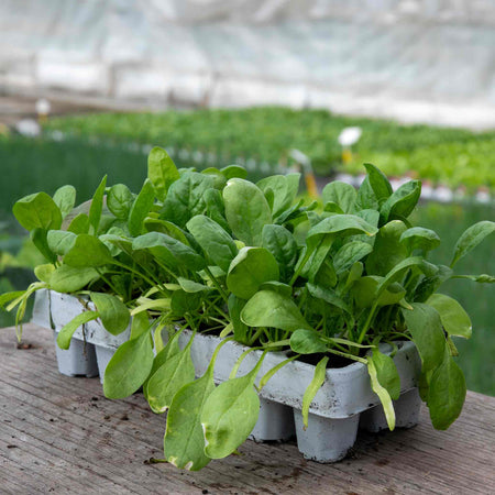 Winter Spinach Plant 'Bella'