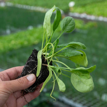 Winter Spinach Plant 'Bella'