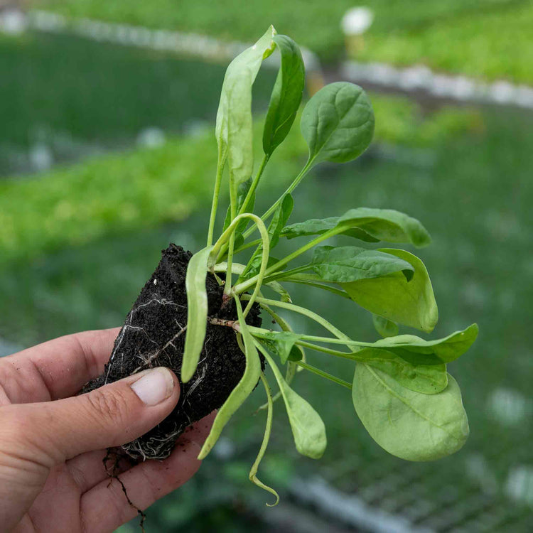 Winter Spinach Plant 'Bella'