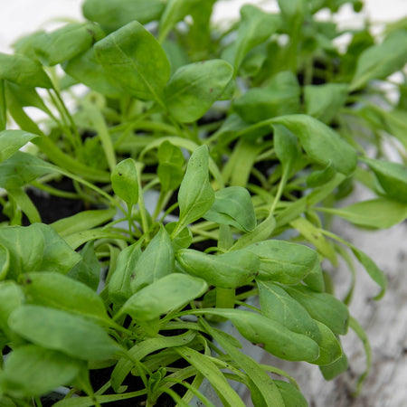 Winter Spinach Plant 'Bella'