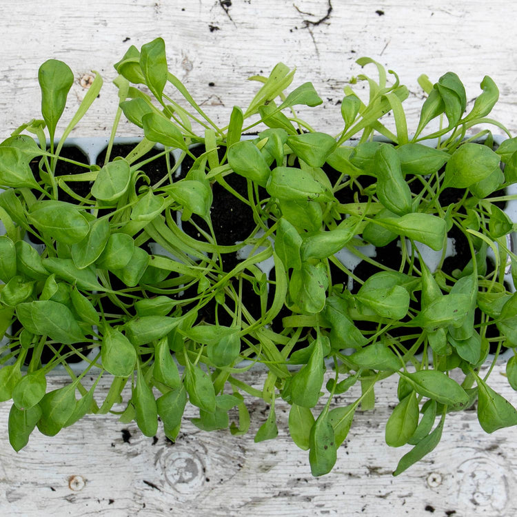 Winter Spinach Plant 'Bella'