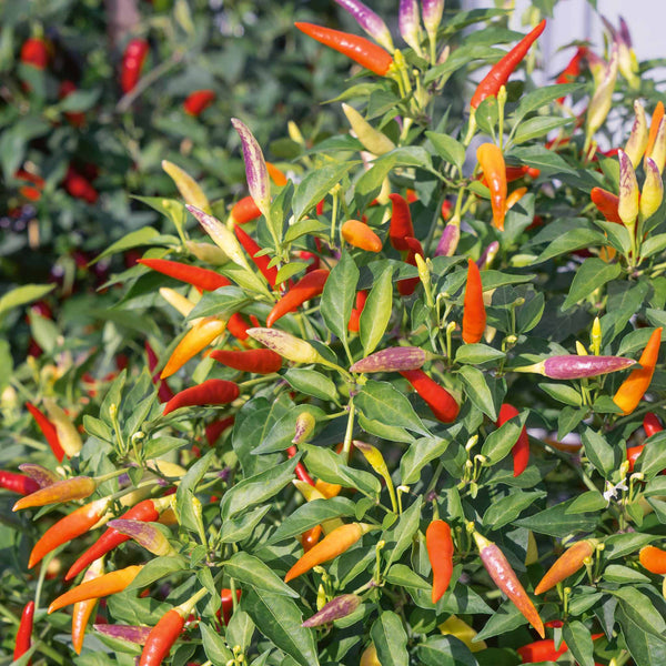 Chilli Plant 'Basket of Fire'