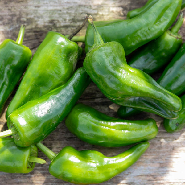 Chilli Plant 'Padron'