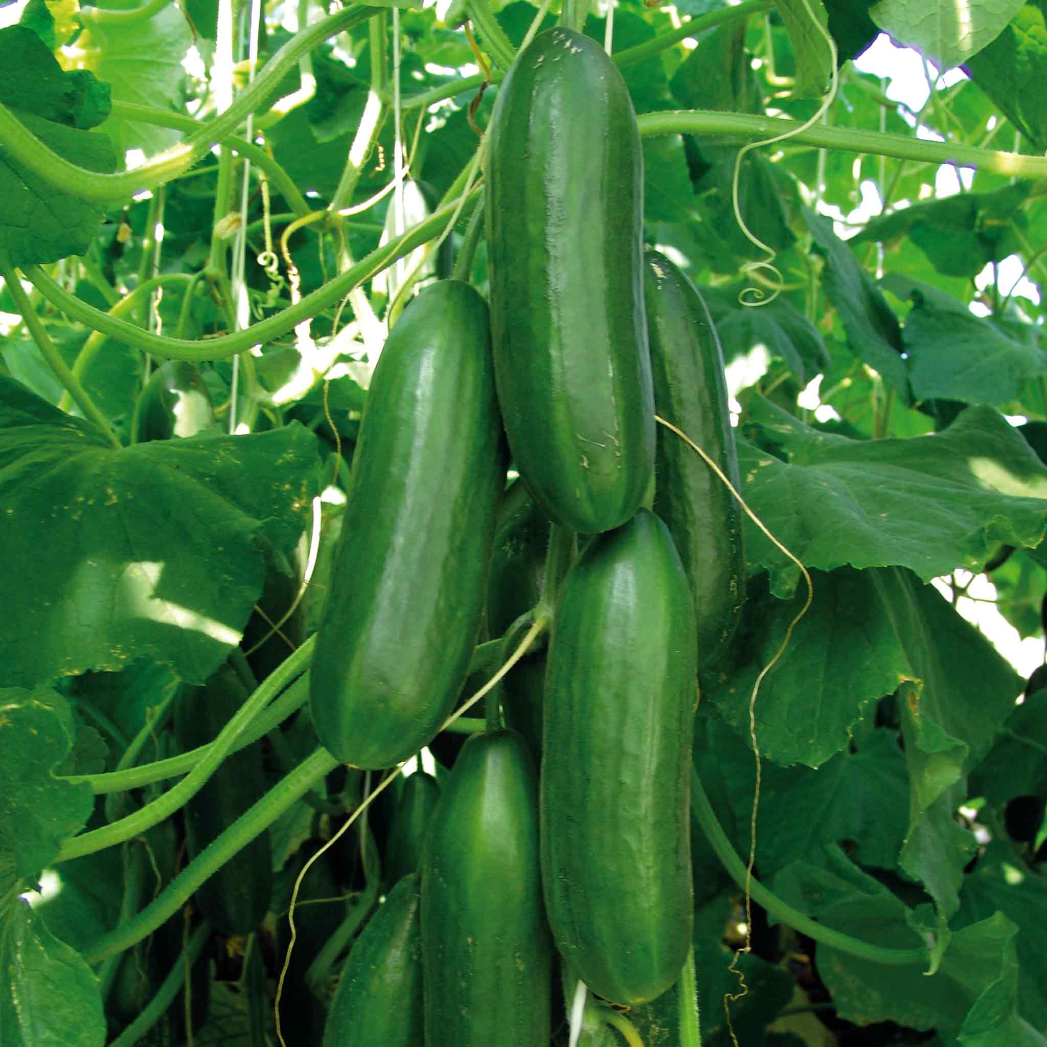 Cucumber Seeds Sherpa F1