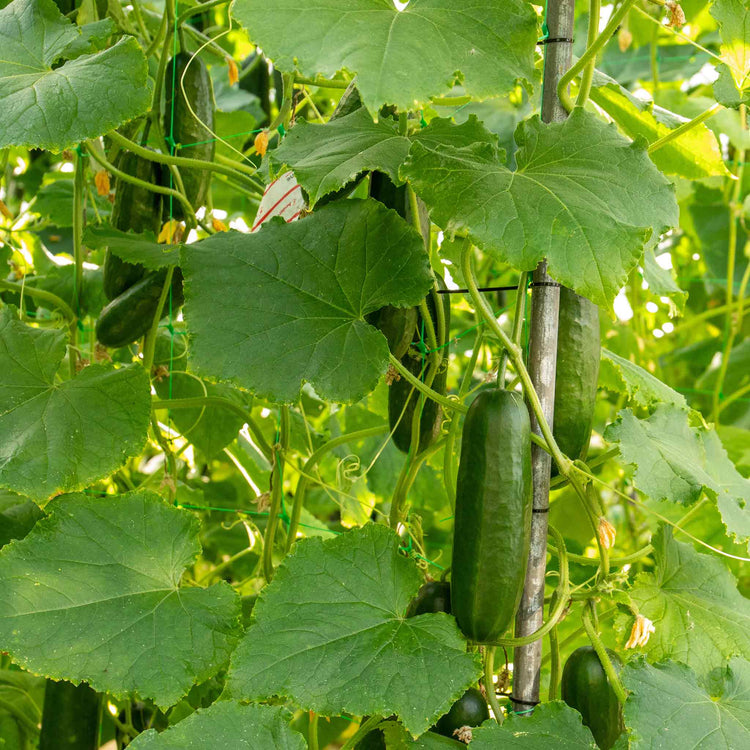 Cucumber Plant 'Sherpa'