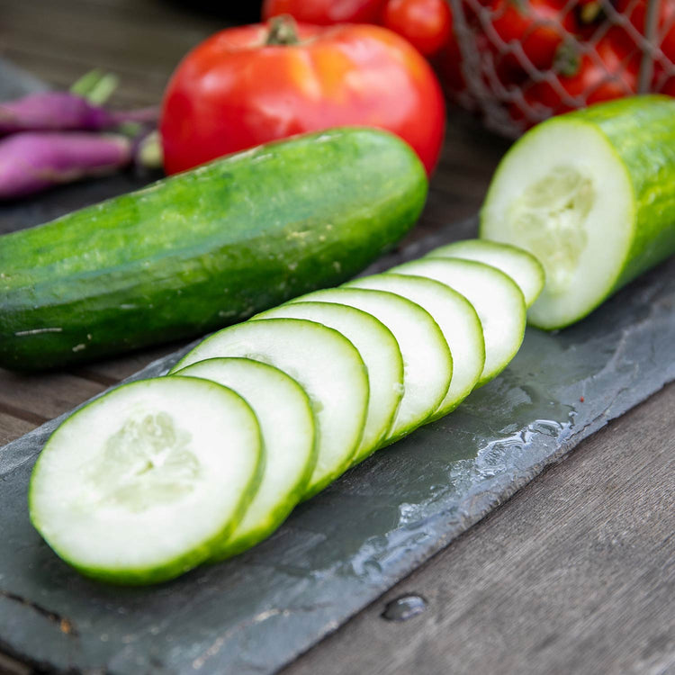 Cucumber Plant 'Sherpa'