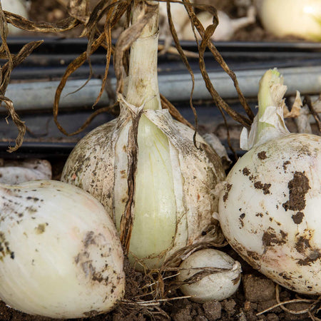 Onion Plant 'White Star'