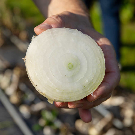 Onion Plant 'White Star'