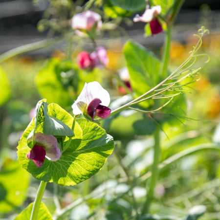 Sugar Snap Pea Plant 'Purple Magnolia'