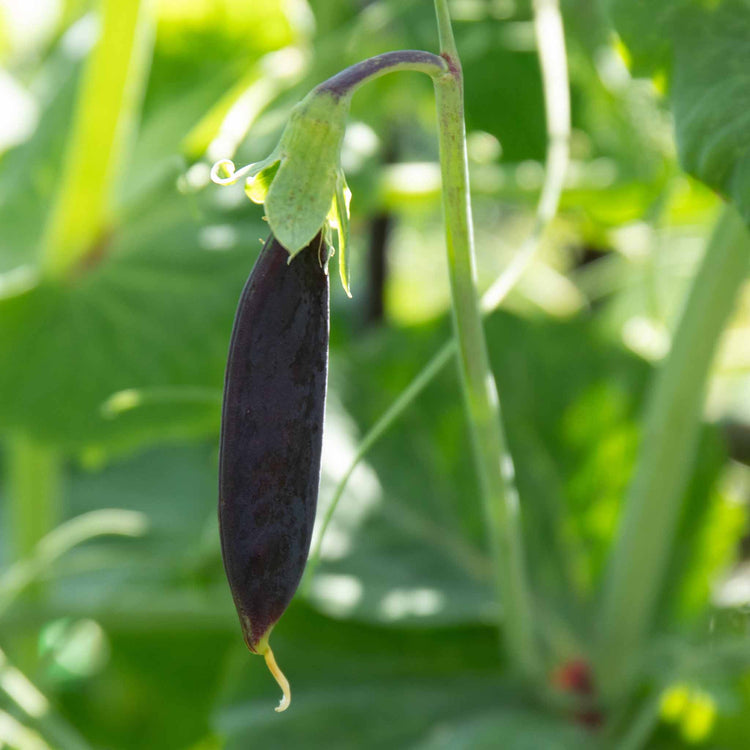 Sugar Snap Pea Plant 'Purple Magnolia'