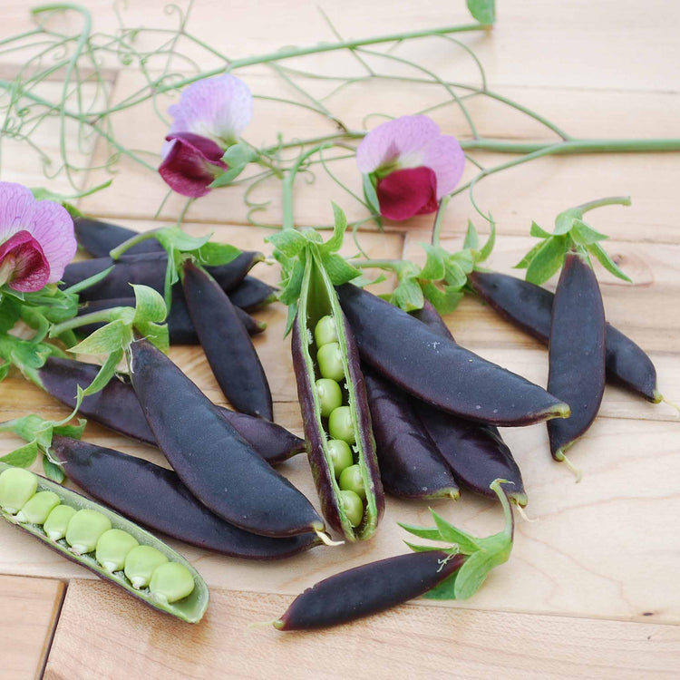 Sugar Snap Pea Plant 'Purple Magnolia'