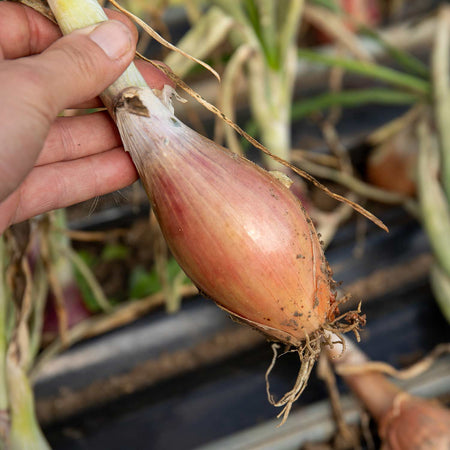 Shallot Plant 'Figaro'