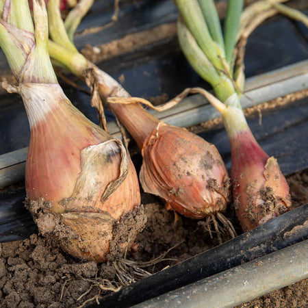 Shallot Plant 'Figaro'