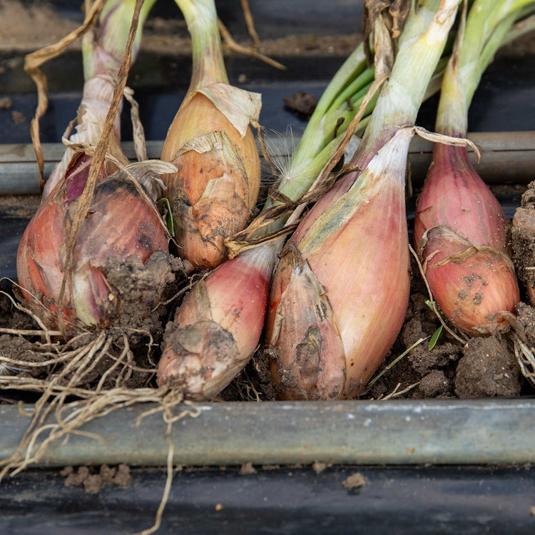 Shallot Plant 'Figaro'