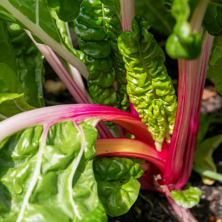 Swiss Chard Seeds 'Pink Peppermint'