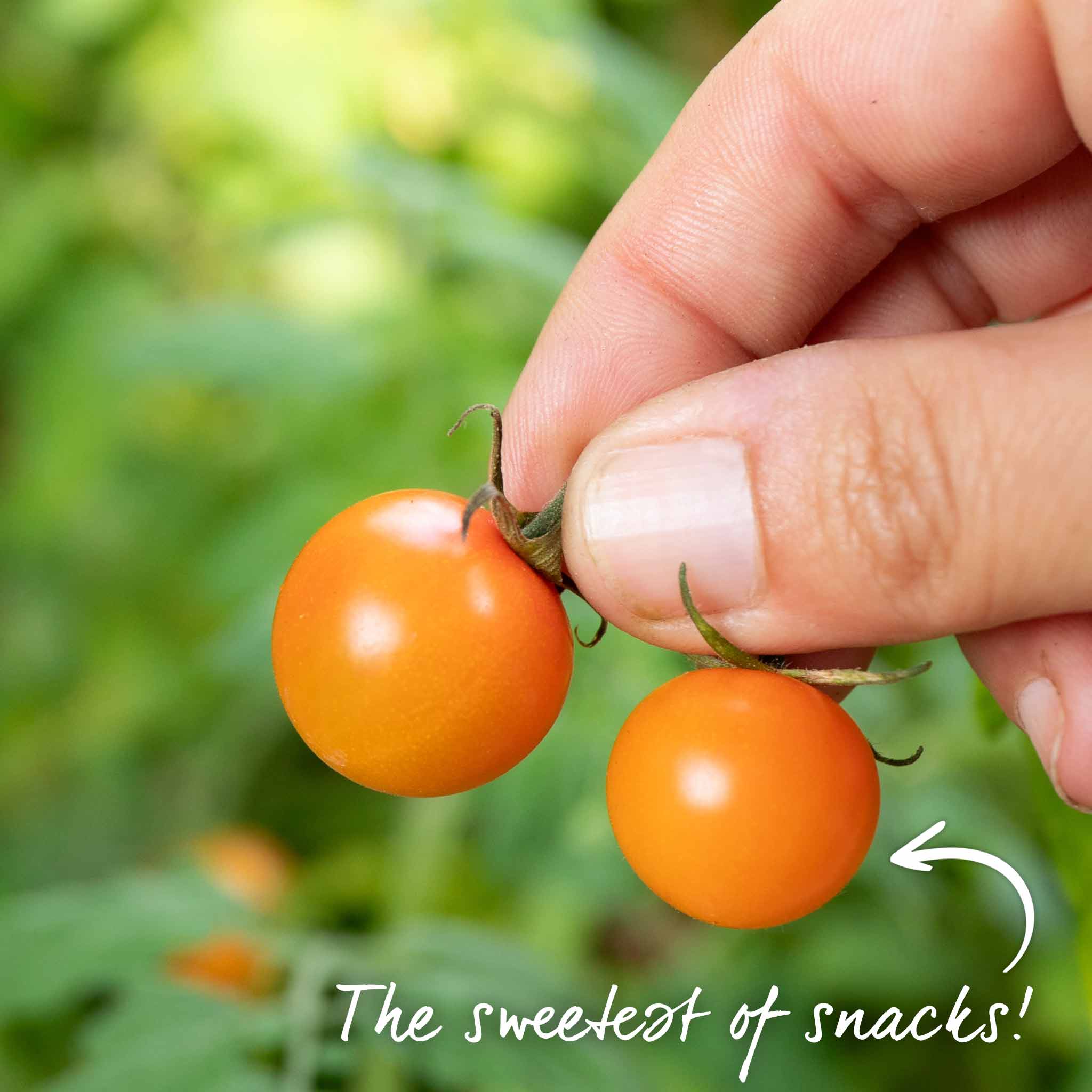 Grafted Cordon Tomato Plant 'Sungold' | Marshalls Garden