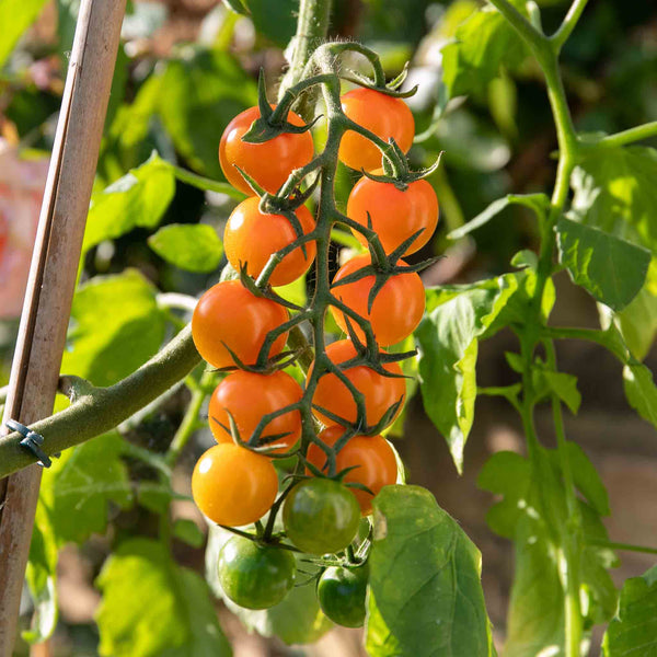 Grafted Cordon Tomato Plant 'Sungold'