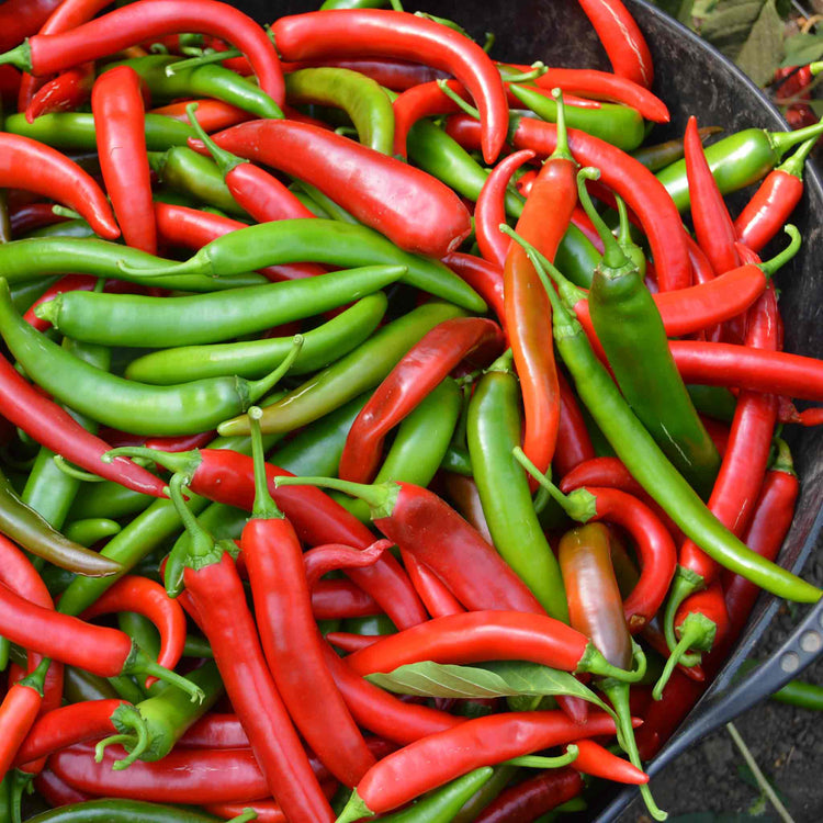 Chilli Seeds 'Sahem'