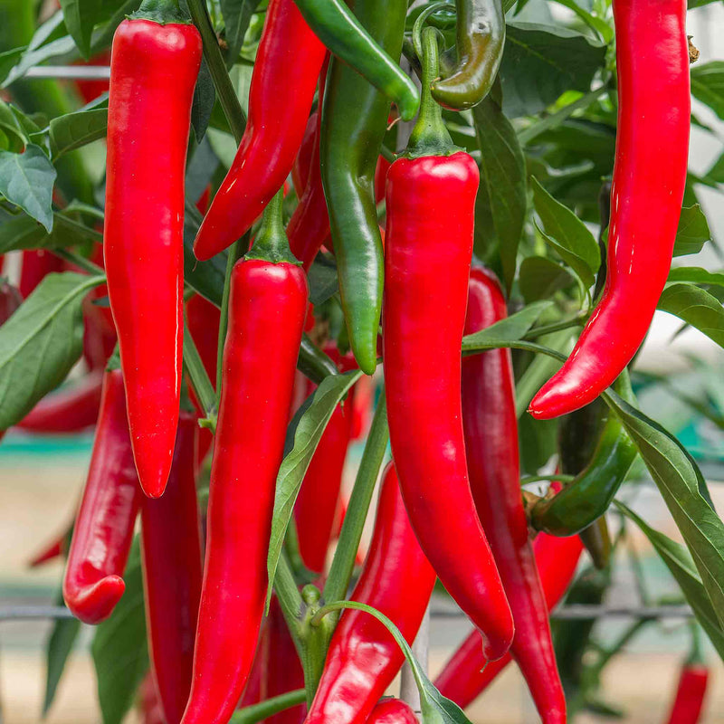 Chilli Seeds 'Sahem'